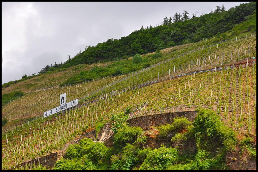 Pension Adelheid Moselhype&Wine Zell an der Mosel Ngoại thất bức ảnh